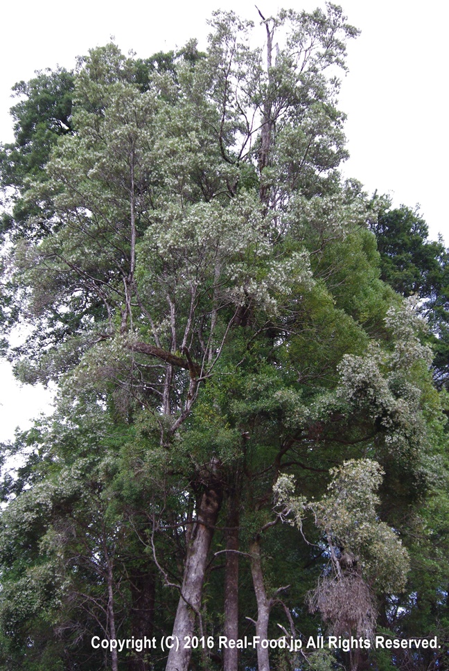 タスマニア固有の木「レザーウッド」の花